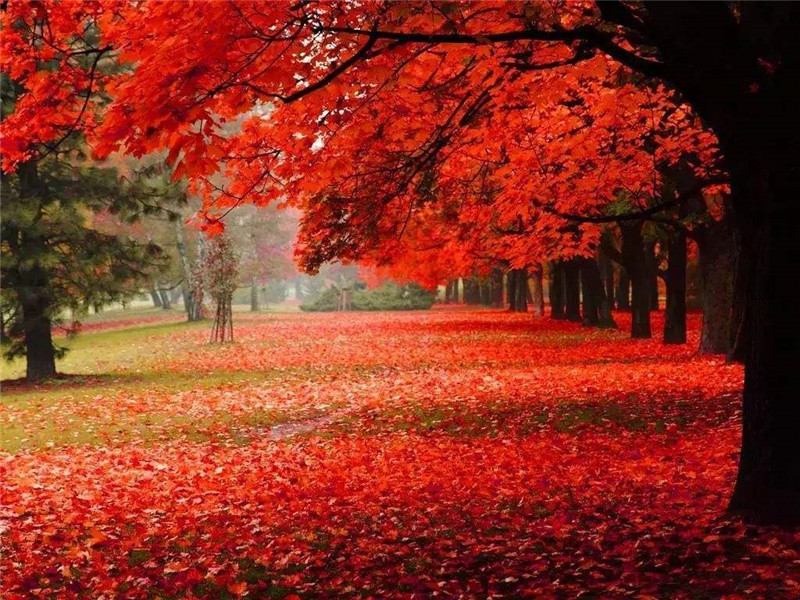 海創(chuàng)集成墻面 海創(chuàng)集成墻面